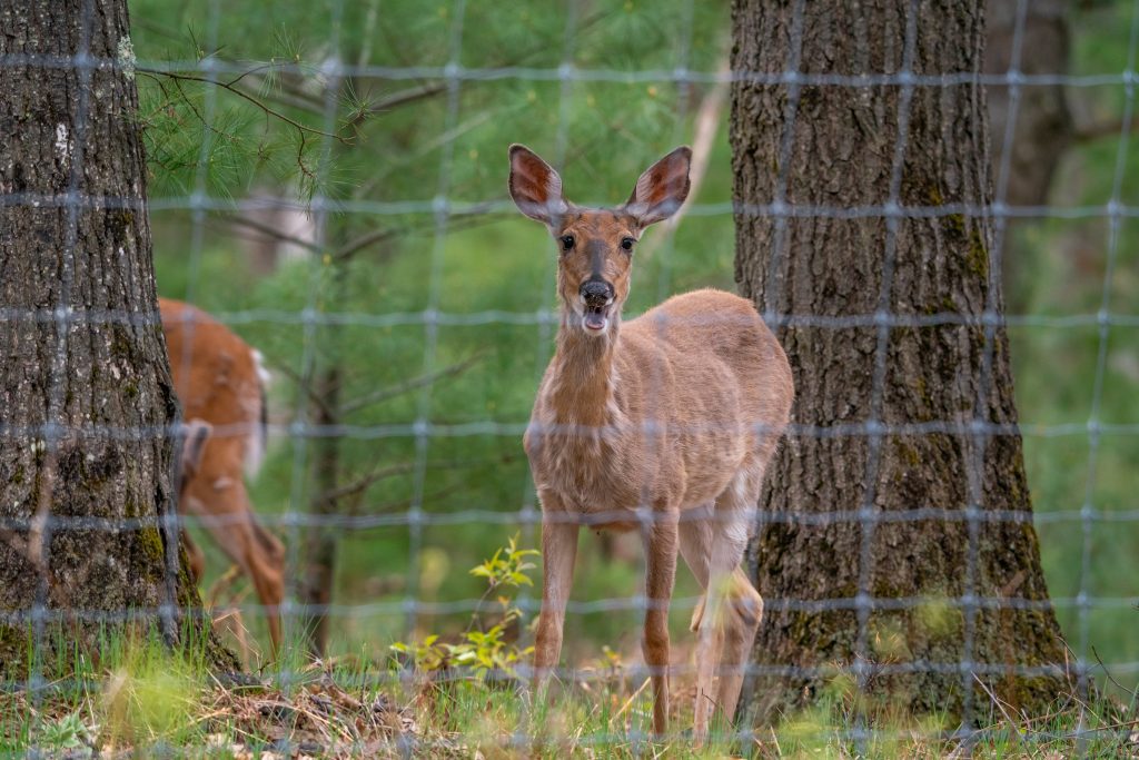 6 Different Types of Deer Fencing for Gardens