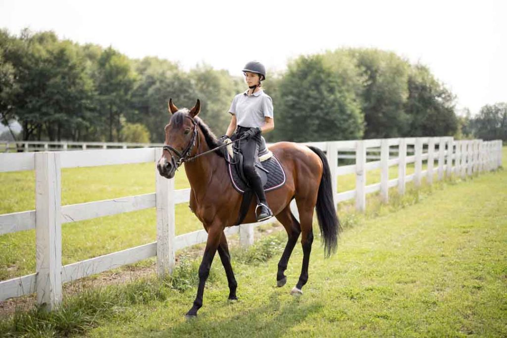 Female Riding Horse near Wood Rail Fence
