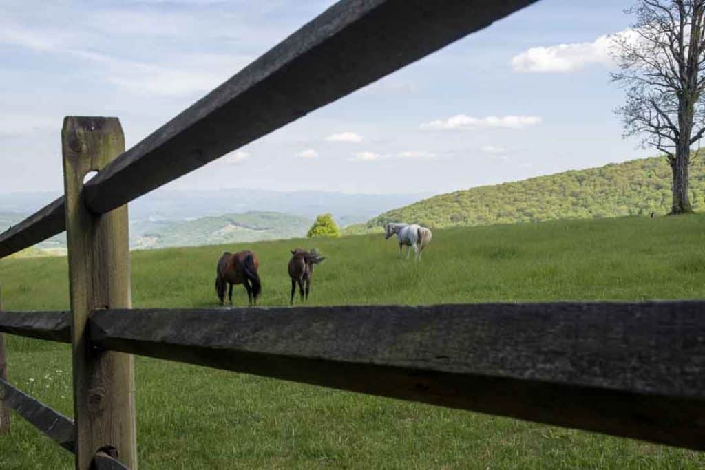 5 Horse Fencing Options to Keep Your Equines Safe