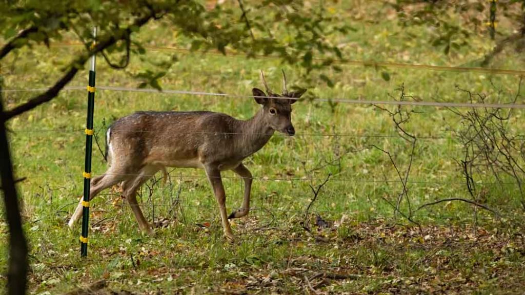 Young Deer Trapped by Electric Fence on Pasture